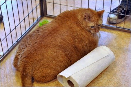 吃无糖食物加强锻炼 “世界最胖猫咪”努力瘦身寻新家