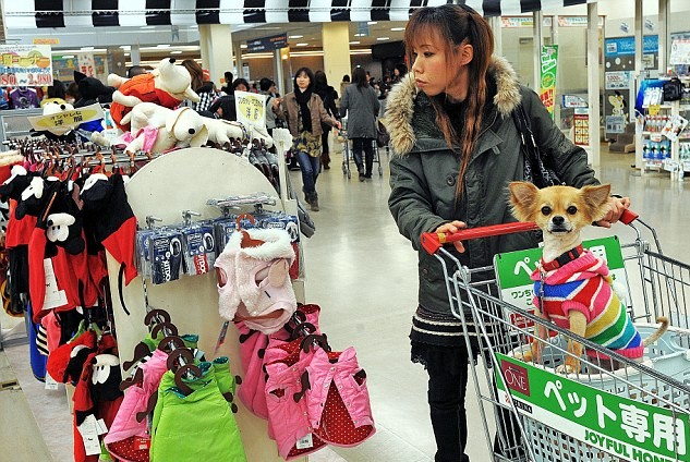 日本人爱狗胜至亲 一掷千金年均花费80亿英镑