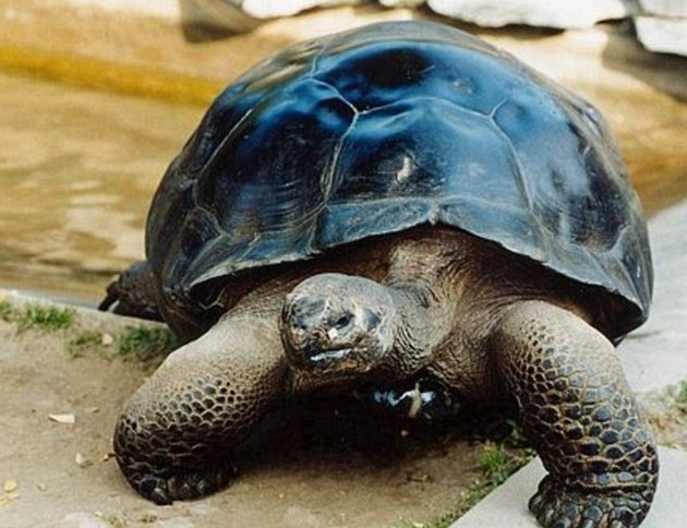 恩爱115年海龟夫妇终“离婚” 雄龟被赶出家门