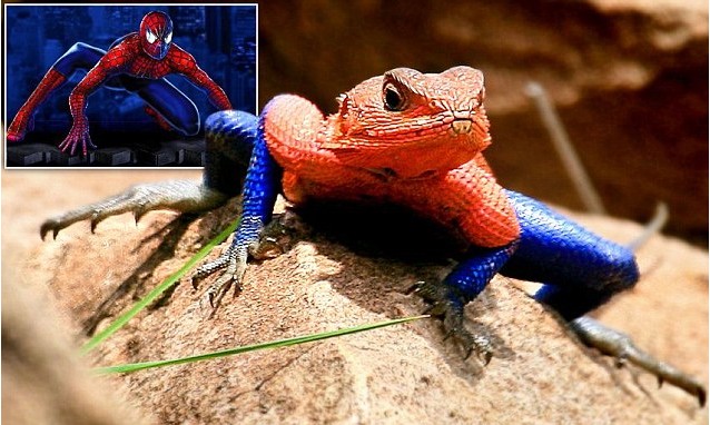 神奇非洲蜥蜴竟酷似蜘蛛侠 颜色和动作居然一模一样