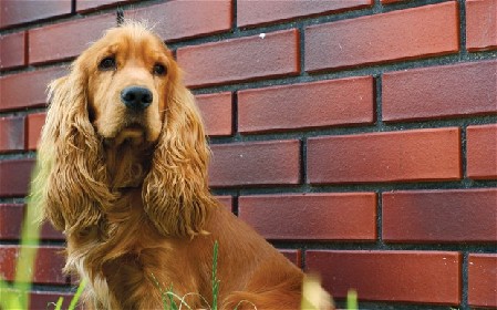 巴西宠物爱心旅馆将开业 为狗狗“情侣”创造私密空间