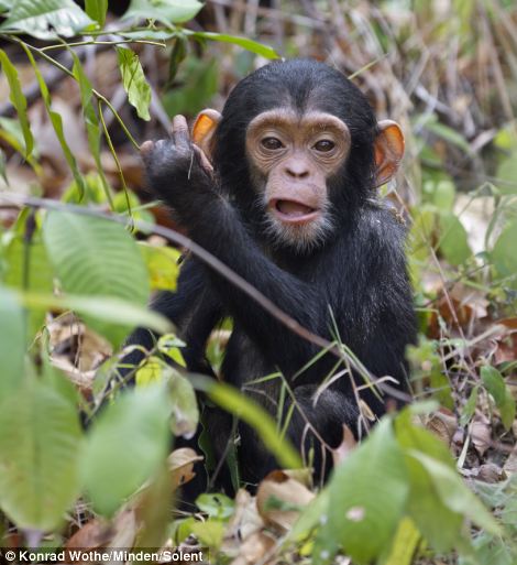 图：小黑猩猩挣脱母亲怀抱 蹒跚学步卖萌撒娇
