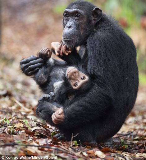 图：小黑猩猩挣脱母亲怀抱 蹒跚学步卖萌撒娇