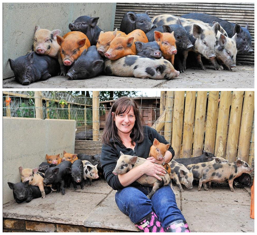 英国女主人好心施救引麻烦 35只宠物猪迫其辞工作