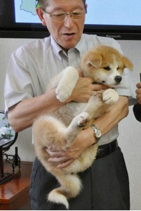 日本赠给俄总统的秋田犬亮相 普京为其取名“梦”