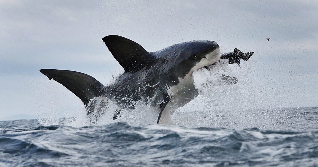 大白鲨为美食大餐“不惜代价” 追咬海豹利牙崩断飞出数米
