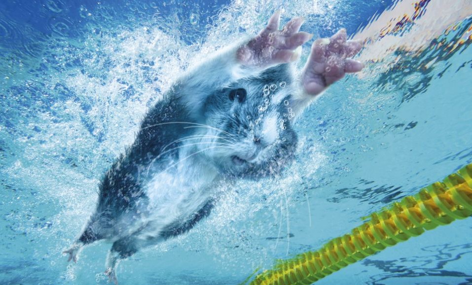 伦敦奥运会豚鼠也疯狂 田径跳水马术样样精
