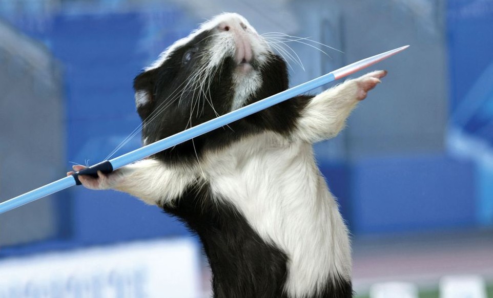 伦敦奥运会豚鼠也疯狂 田径跳水马术样样精