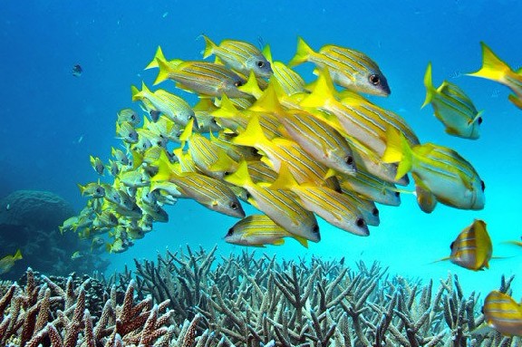 澳洲15%珊瑚鳟鱼患上皮肤癌 科学家推测与强紫外线辐射有关