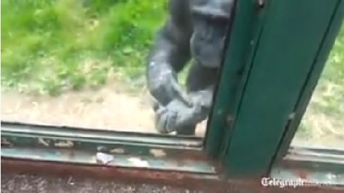 英国动物园黑猩猩成网络明星 打手势求游客助其逃离