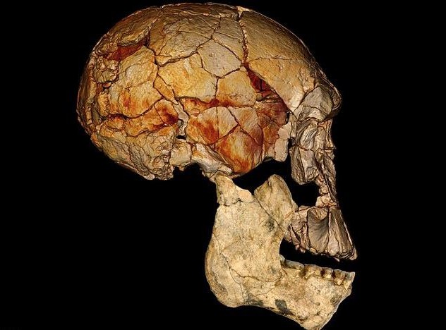 最新研究：有两种早期人类与人类直系祖先共同生活于地球