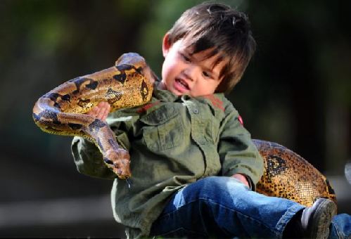 澳洲两岁男孩与10公斤重蟒蛇共舞 想做动物管理员