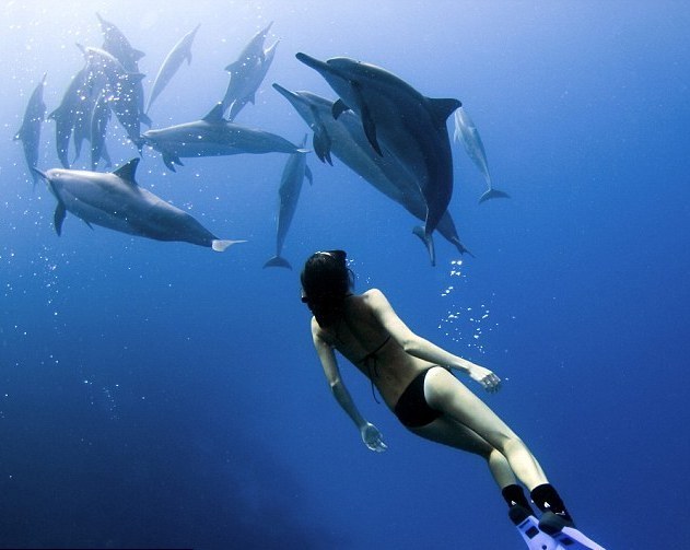 美女与海豚共泳数年成密友 海下追逐嬉闹玩游戏