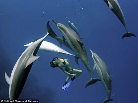 美女与海豚共泳数年成密友 海下追逐嬉闹玩游戏