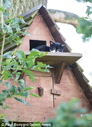 母猫定居树上 在鸟箱里生下4只小猫(图)
