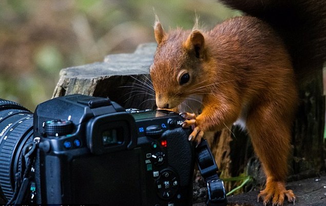 好奇红松鼠近距离把玩相机 难掩贪吃本色下口品尝