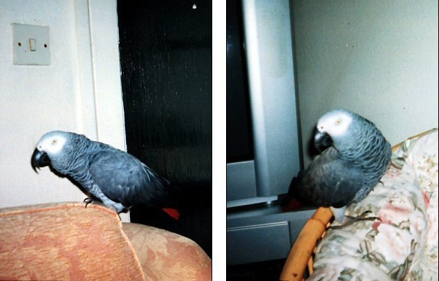 全球最老鹦鹉去世终年55岁 生前对主人说“再见”