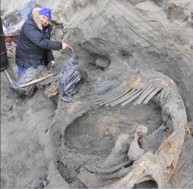 俄男孩发现3万年前猛犸象尸体 保存完好意义重大