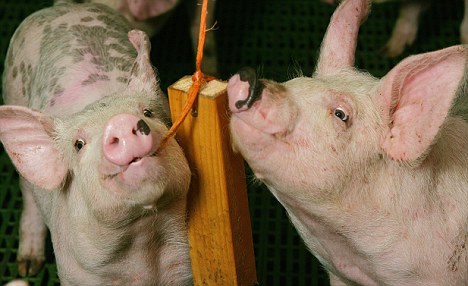 快乐猪产肉更鲜美！英国斥资10万英镑为圈养猪减压
