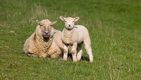 科学家呼吁英国进口新西兰羔羊 以降低畜牧业温室气体排放量