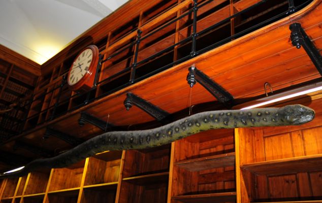英豪掷1万英镑翻新蟒蛇标本遭质疑 称其为国宝应得到保护