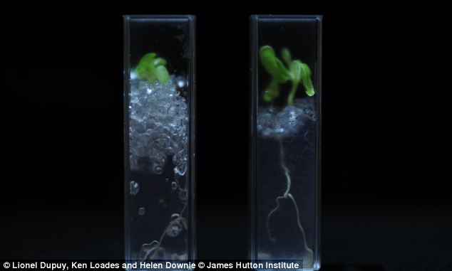 英科学家研发透明土壤 植物根系生长变化清晰可见