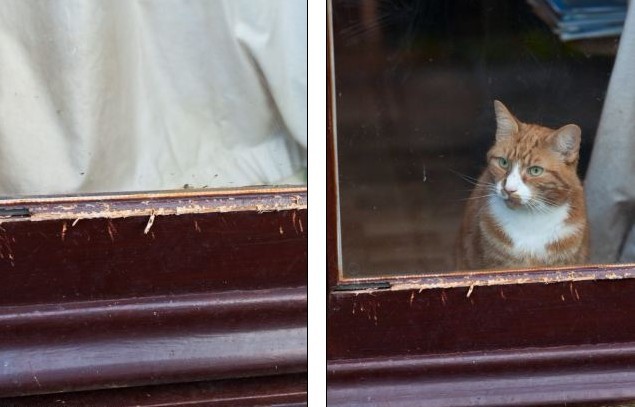 英国“最捣蛋”猫咪惹邻居携水枪防身 丢失后“因恶得福”重返家中