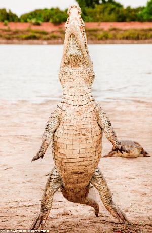图：西非3.6米鳄鱼直立进食 与村民和睦相处温顺可人