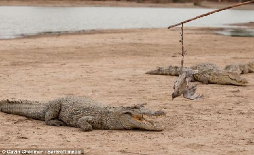 图：西非3.6米鳄鱼直立进食 与村民和睦相处温顺可人