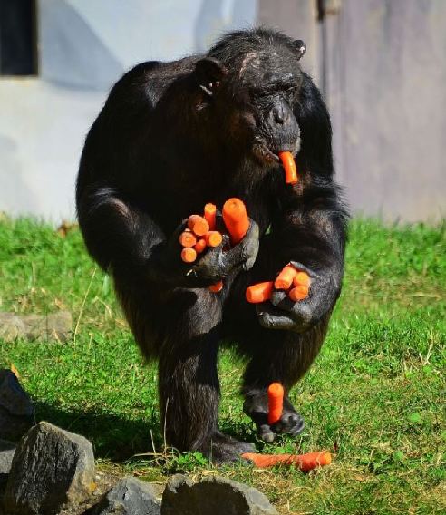 组图：摄影师抓拍德国动物园黑猩猩偷食胡萝卜
