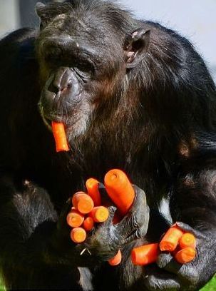 组图：摄影师抓拍德国动物园黑猩猩偷食胡萝卜