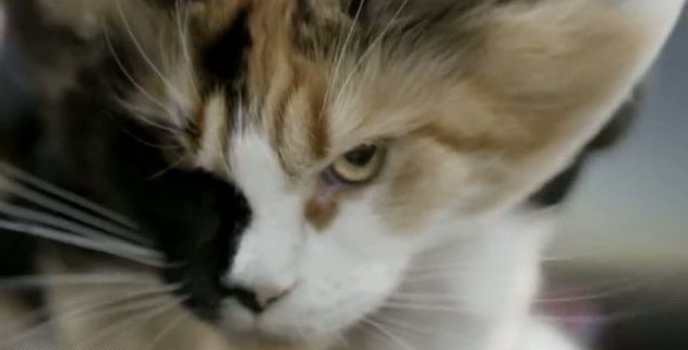 瑞典公司拍摄猫咪跳伞视频引发热议 被指虐猫太残忍