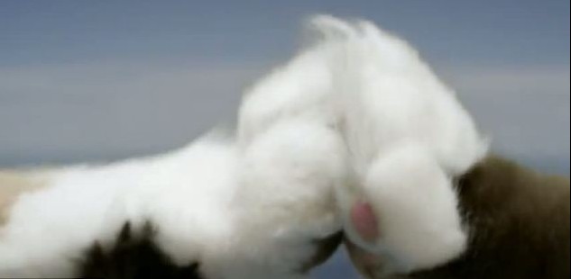 瑞典公司拍摄猫咪跳伞视频引发热议 被指虐猫太残忍