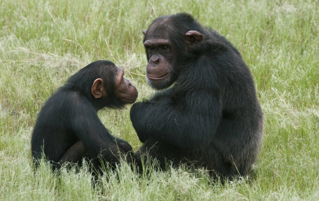 “中年危机”或为进化结果 研究称大猩猩也有类似情绪