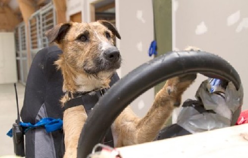 狗狗也能当司机！新西兰流浪犬8周学会驾驶(图)