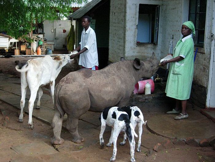 津巴布韦女子养两吨重犀牛当宠物 一同散步亲密“热吻”感情醇厚
