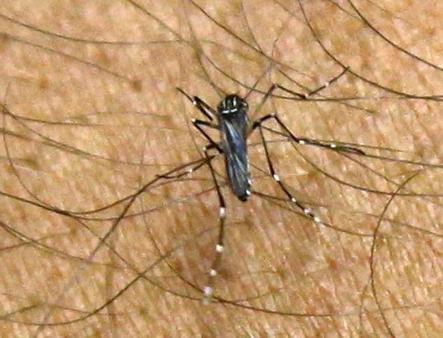 美旅游胜地拟释放转基因蚊子预防登革热 “以毒攻毒”遭抗议