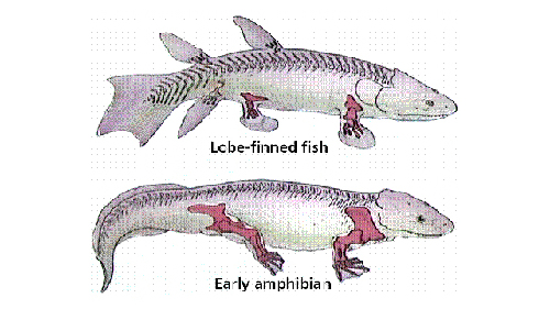 科学家引入新基因化鱼鳍为“腿” 有望再现进化过程