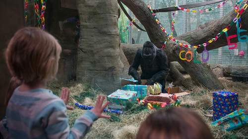 猩猩界“寿星老”喜迎56岁生日 收马铃薯当礼物 