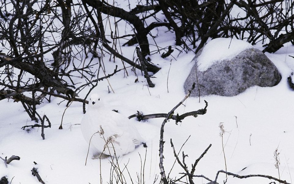 鹦鹉化身树叶、松鸡变身雪堆 美摄影师揭秘动物界的易容高手