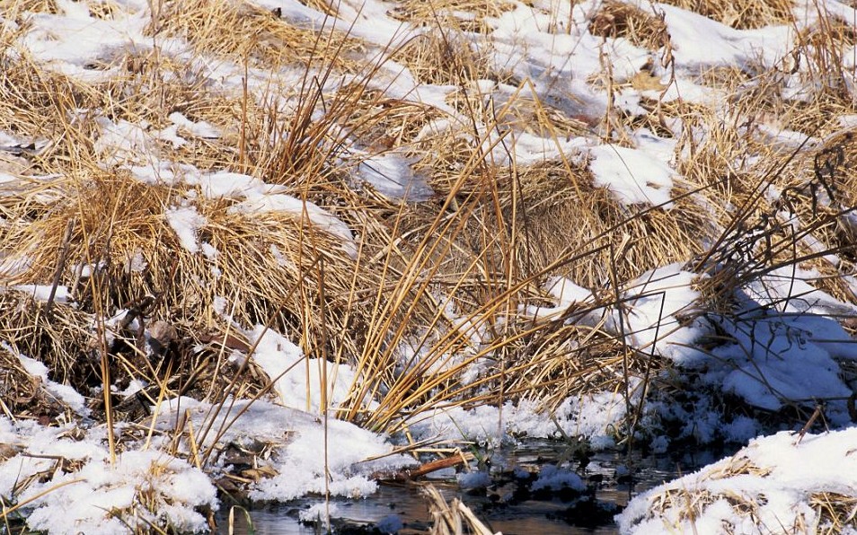 鹦鹉化身树叶、松鸡变身雪堆 美摄影师揭秘动物界的易容高手