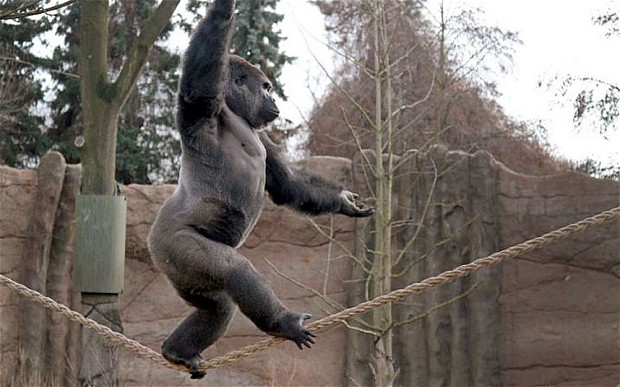 德国大猩猩无畏走钢索 用杂技解乡愁练就绝活