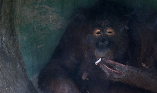满地找烟头的猎犬、被迫戒烟的猩猩 动物“烟鬼”的滑稽百态