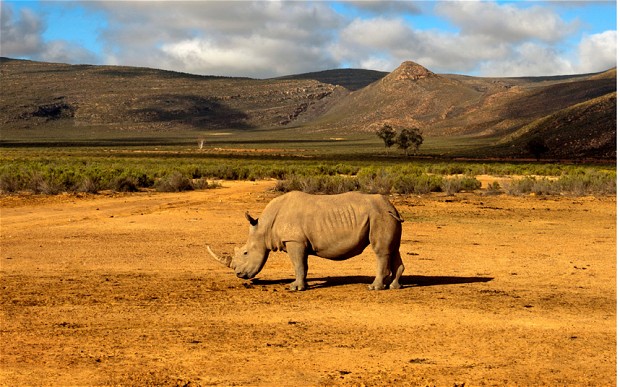 肯尼亚防偷猎出奇招 无人机保驾珍稀非洲白犀牛