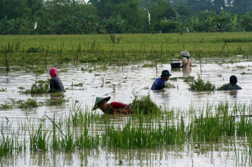 印尼强降雨引发洪水 至少5人遇难