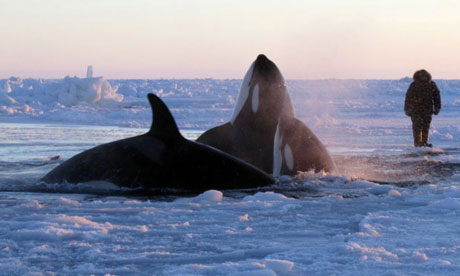 哈德逊湾被冰覆盖虎鲸呼吸受困 加拿大政府急帮忙