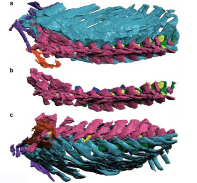 3D图像揭秘古老脊椎动物骨架结构 或颠覆传统理论