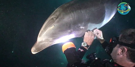 鱼线缠身受重伤 夏威夷聪明海豚向潜水员求助获救