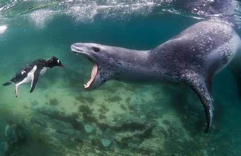 游入死亡之口：看豹形海豹如何捕食小企鹅