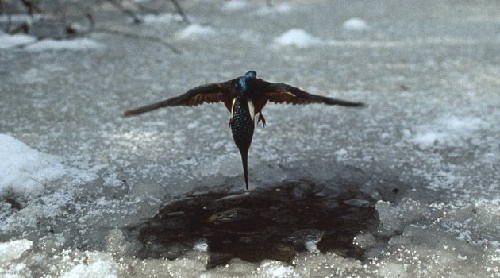 为捕鱼翠鸟扎进冰层不畏寒 知更鸟偷师学艺钻冰窟